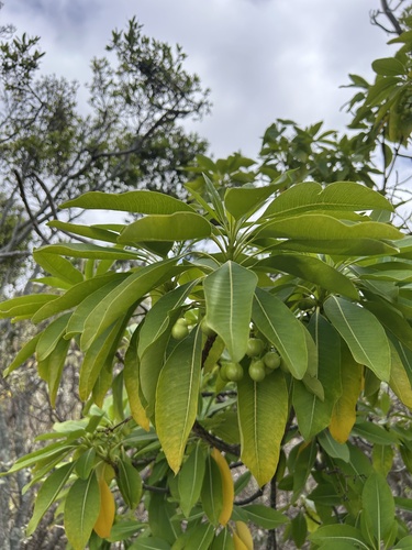 Rauvolfia sandwicensis observed 2025-10-29