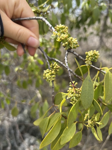 Santalum ellipticum observed 2025-10-29