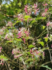 Combretum malabaricum, photograph author not stated, no rights reserved