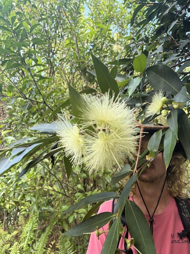 Syzygium jambos observed 2026-02-19