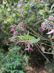 Combretum malabaricum, photograph author not stated, no rights reserved
