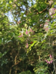 Combretum malabaricum, photograph author not stated, no rights reserved