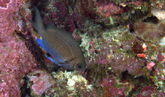 Chromis alpha
