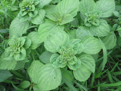 Perilla frutescens