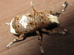 Platystomos sellatus