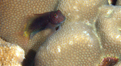 Cirripectes springeri