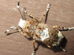 Platystomos sellatus