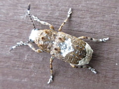 Platystomos sellatus