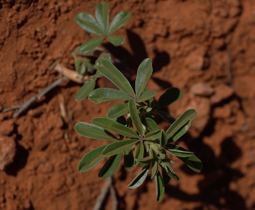 Slimflower Scurfpea (Pediomelum tenuiflorum)