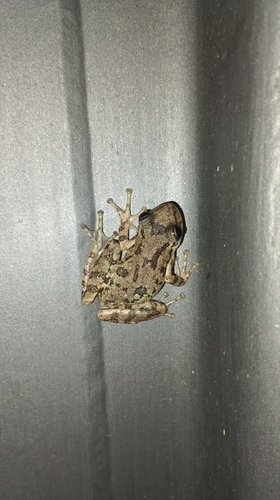 Argentine Snouted Tree Frog