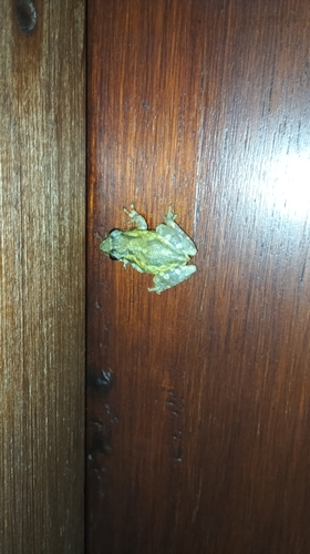 Lesser Snouted Tree Frog