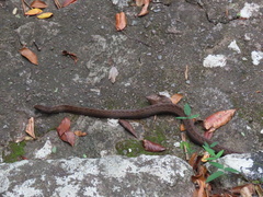 Alsophis rufiventris