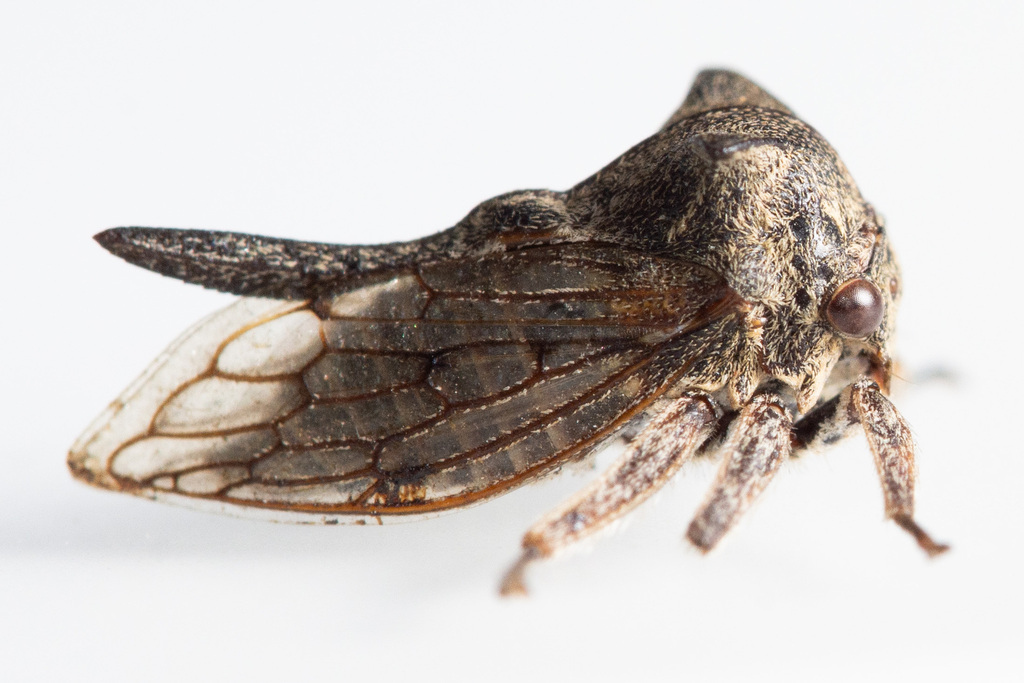 Oxyrhachis krusadiensis