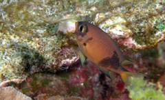 Pycnochromis atripes