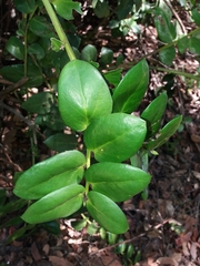 Griselinia scandens