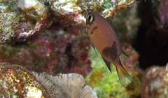 Pycnochromis atripes