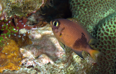 Pycnochromis atripes