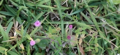 Emilia sonchifolia image