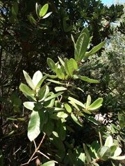 Eucryphia cordifolia
