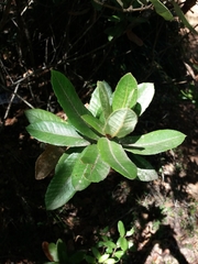 Eucryphia cordifolia