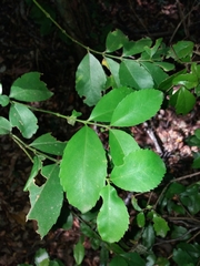 Laurelia sempervirens