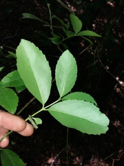 Laurelia sempervirens