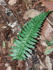 Blechnum hastatum