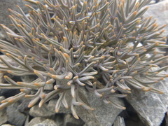 Lignocarpa carnosula
