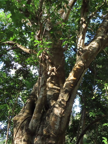 Melicoccus bijugatus