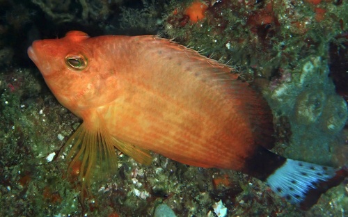 Spottedtail hawkfish (Cirrhitichthys calliurus) — Cirrhitidae