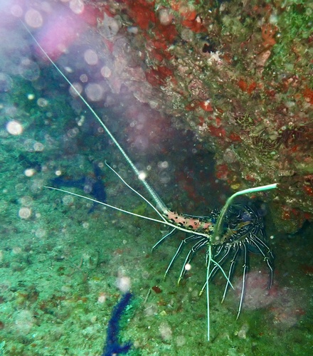 Painted Spiny Lobster