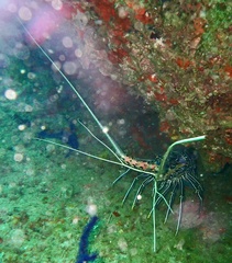 Painted Spiny Lobster