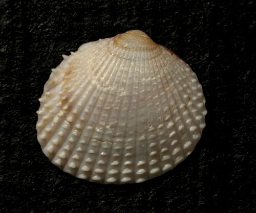 Parvicardium pinnulatum observed 2026-03-09