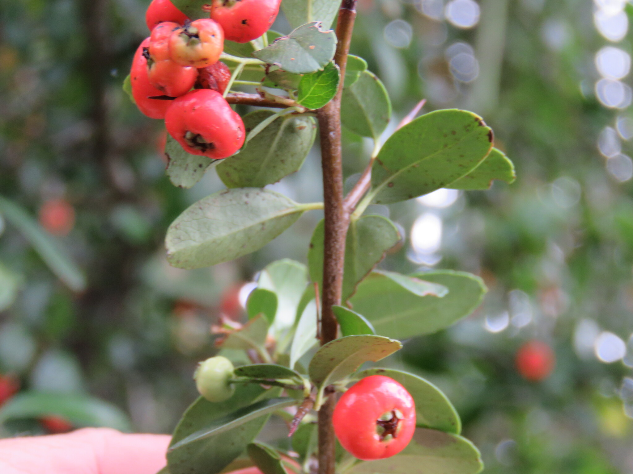 Nepalese Firethorn (Pyracantha crenulata)