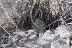 Ancistrocactus pinkavanus