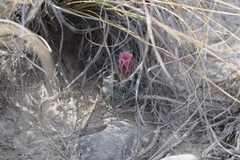 Ancistrocactus pinkavanus
