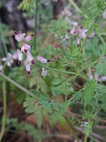 Kralik's Fumitory (Fumaria kralikii)