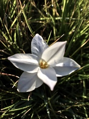 Ipheion uniflorum