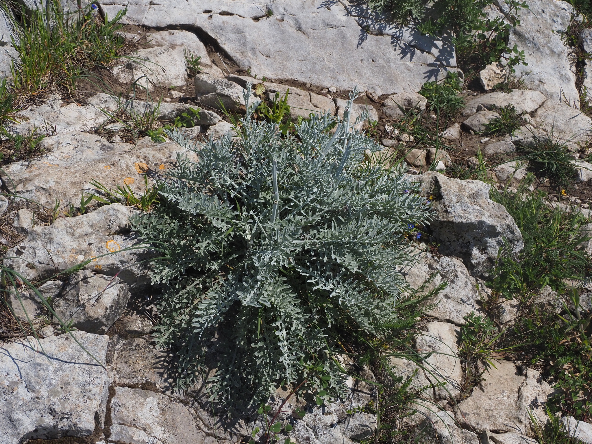 Dusty Miller (Centaurea cineraria)