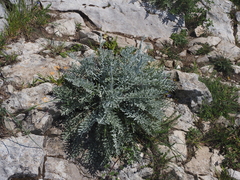 Dusty Miller (Centaurea cineraria)