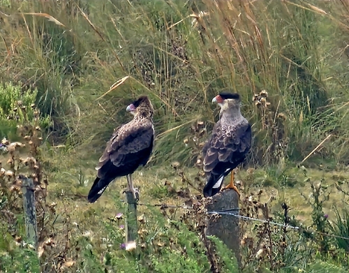 Crested Caracara