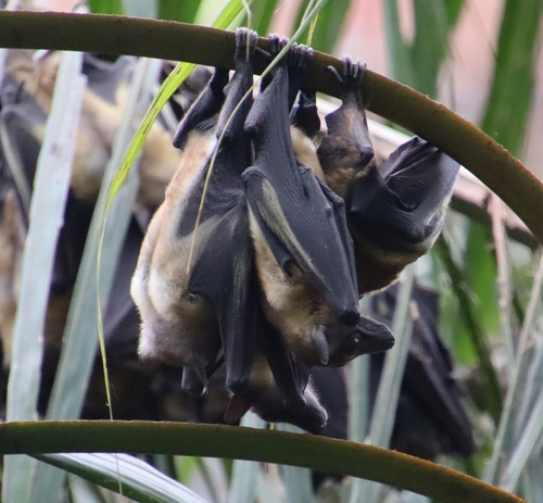 Straw-coloured Fruit Bat