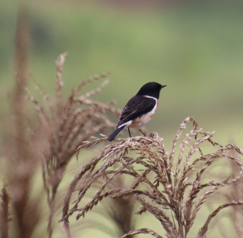 African Stonechat