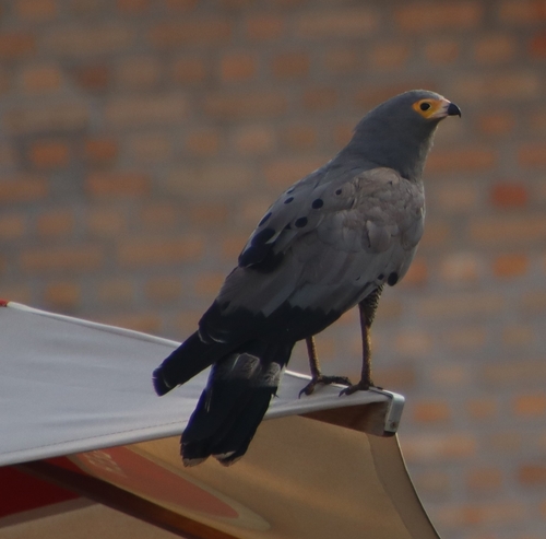 East African Harrier-Hawk