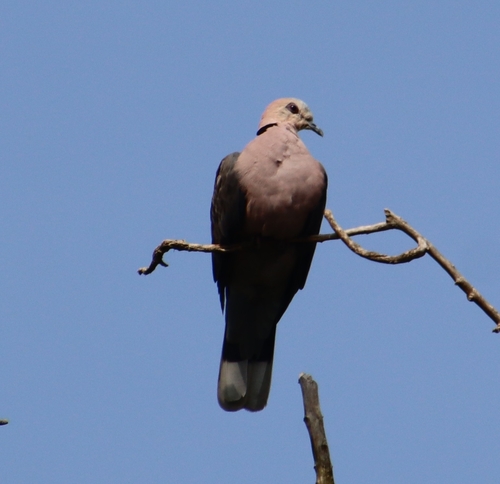 Red-eyed Dove