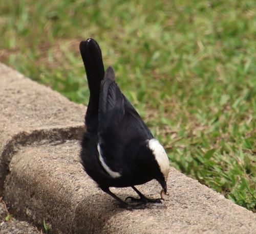 Ruaha Chat