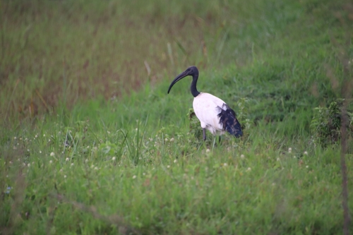 African Sacred Ibis