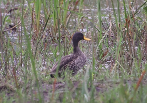 Yellow-billed Duck