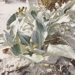 Senecio candidans