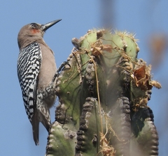 Melanerpes hypopolius